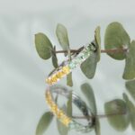 Bratara Fixa LUMINIS cu Safire Naturale, Rubin Natural si Smarald Natural, Aur Galben 14K